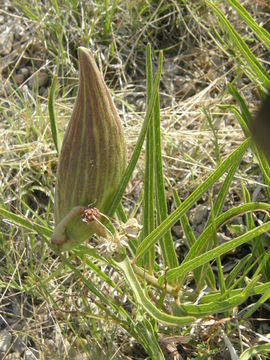 Image of spider milkweed