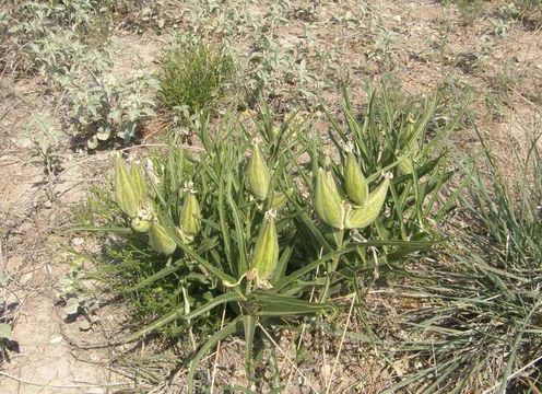 Image de Asclepias asperula (Decne.) R. E. Woodson