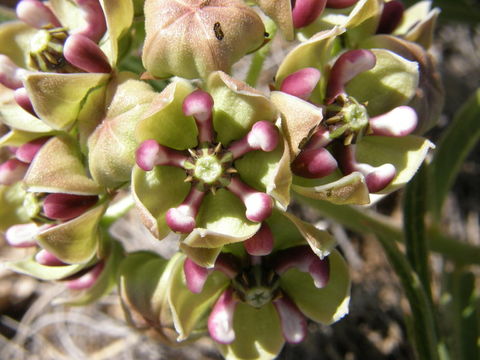 Image de Asclepias asperula (Decne.) R. E. Woodson