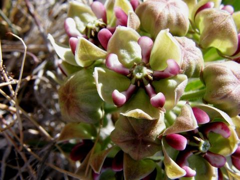 Image de Asclepias asperula (Decne.) R. E. Woodson