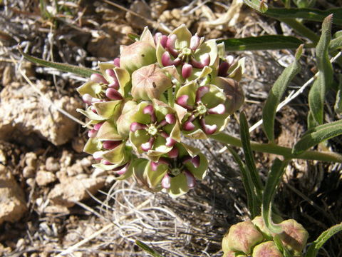 Image of spider milkweed