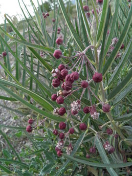 Imagem de Asclepias brachystephana Engelm. ex Torr.