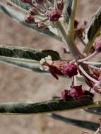 Image of bract milkweed