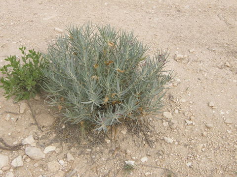 Image of bract milkweed