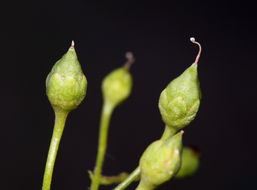 Image of desert figwort