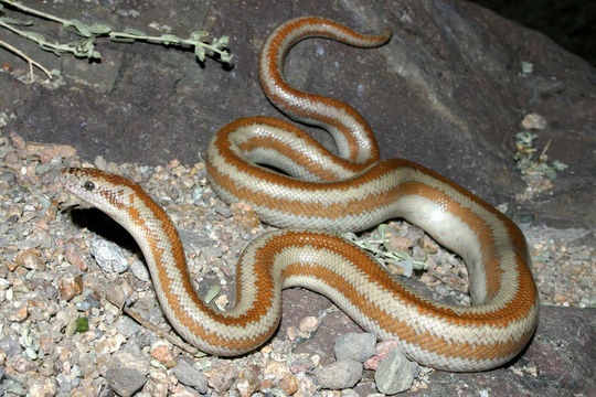 Image of Rosy Boa