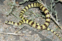 Image of Western Shovel-nose Snake