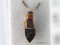 Image of Anthophagini