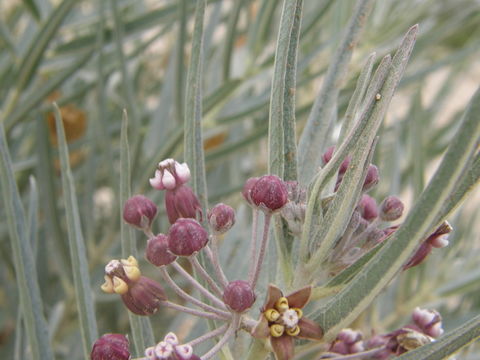 Imagem de Asclepias brachystephana Engelm. ex Torr.