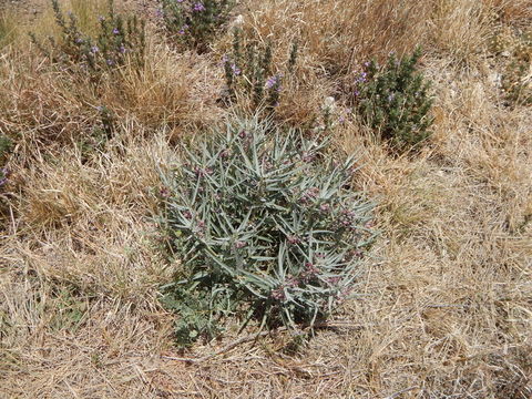 Image of bract milkweed