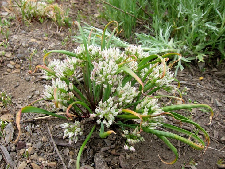 Image of <i>Allium brandegei</i>