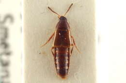 Image of Bryophacis