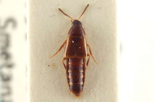 Image of Bryophacis