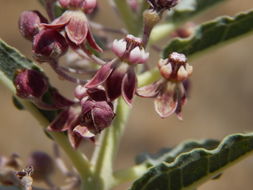 Image of bract milkweed