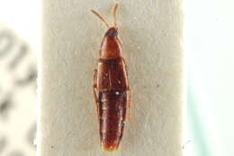 Image of Bryophacis