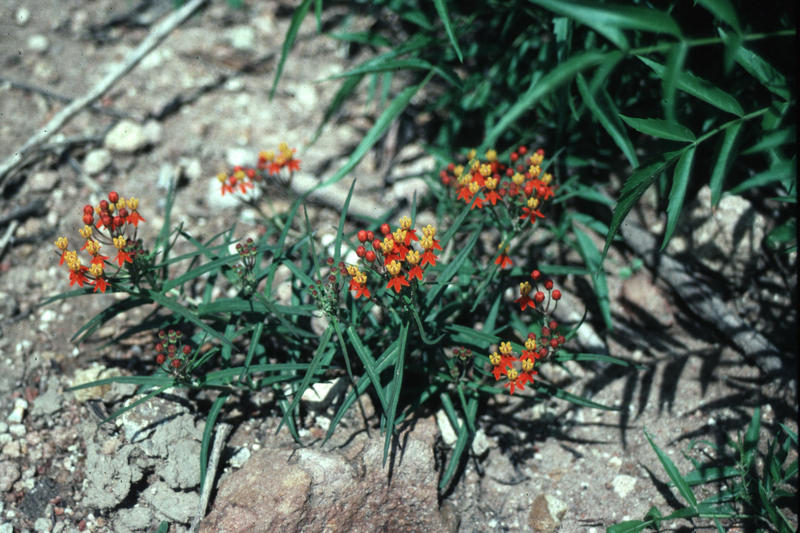 Imagem de Asclepias curassavica L.