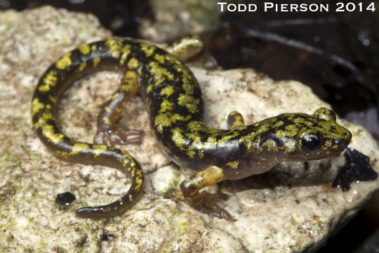 Image of Green Salamander