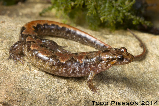 Image of Ocoee Dusky Salamander