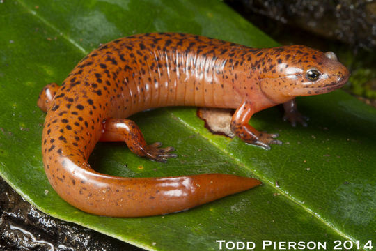 Image of Red Salamander