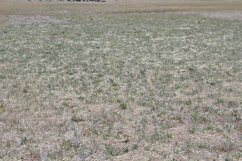 Image of slender Orcutt grass