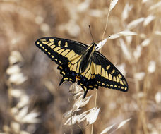 Sivun Papilio zelicaon Lucas 1852 kuva