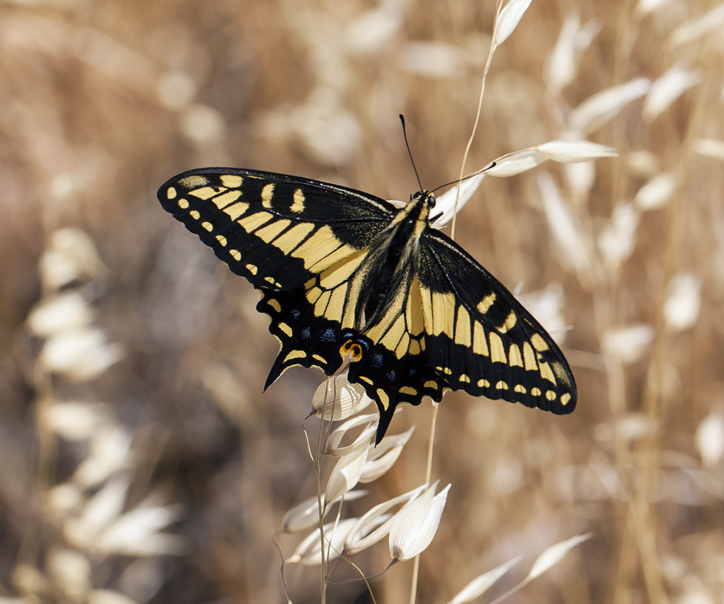 Sivun Papilio zelicaon Lucas 1852 kuva