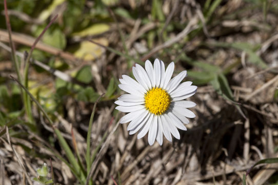 Imagem de Dichaetophora campestris A. Gray