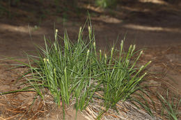 Image of Whitney's sedge