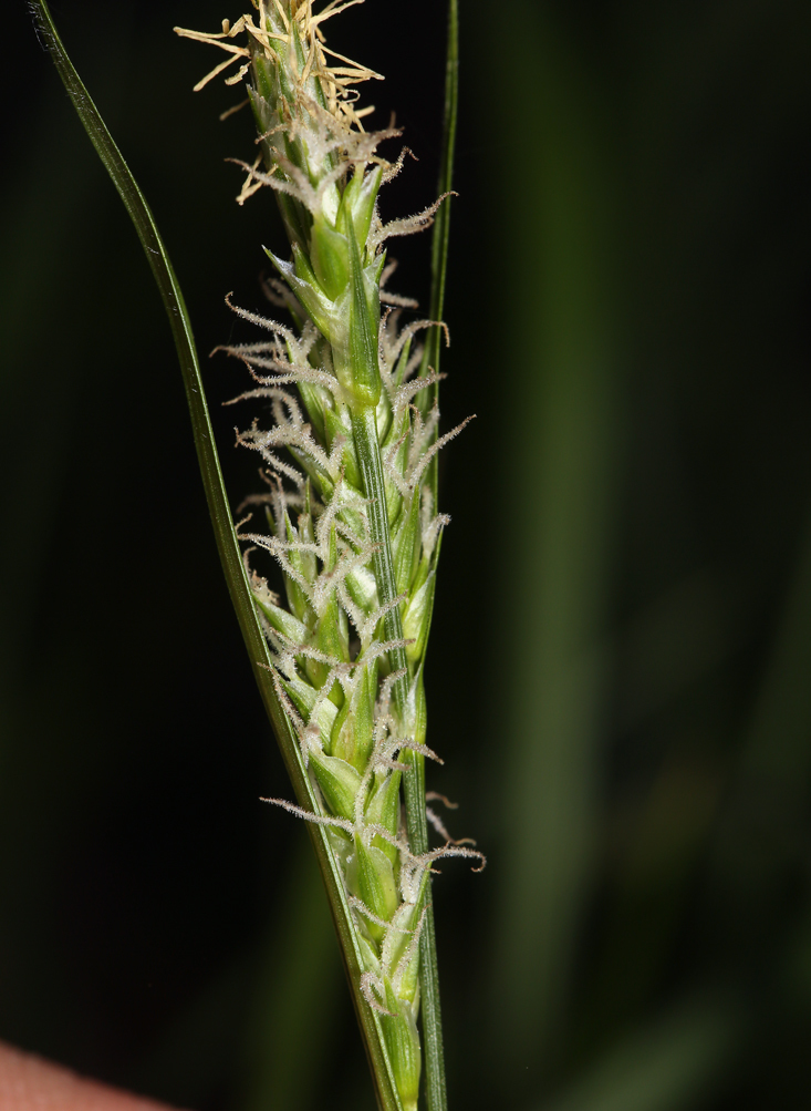 Image of Whitney's sedge