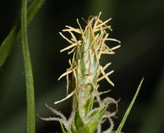 Image of Whitney's sedge