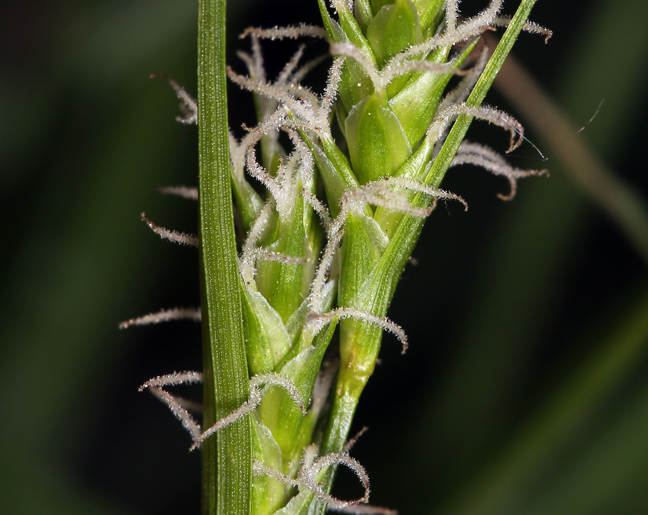 Image of Whitney's sedge