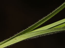 Image of Whitney's sedge