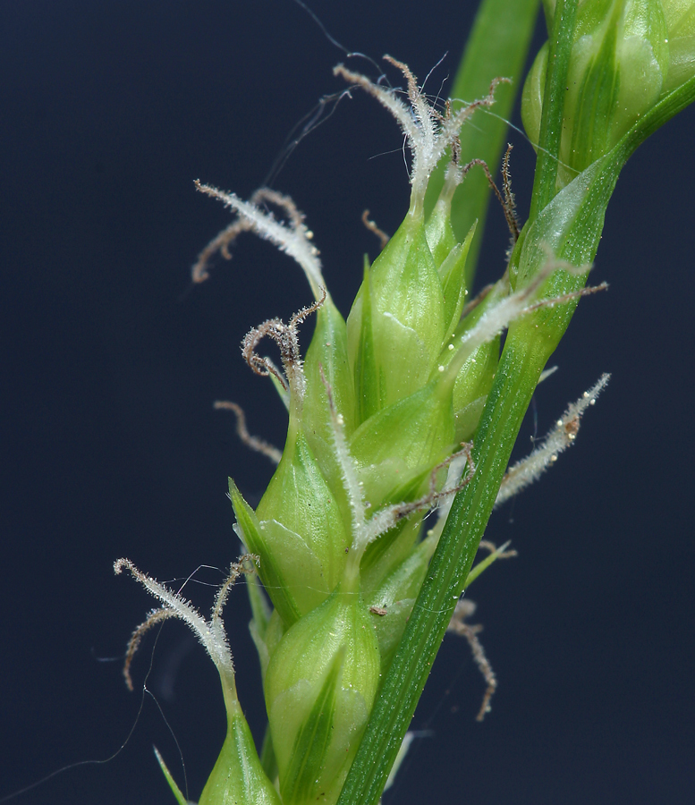 Image of Whitney's sedge