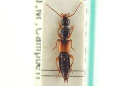 Image of Paederinae