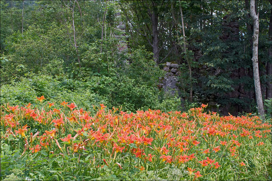 Image of orange daylily