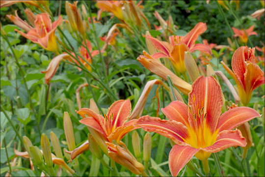 Image of orange daylily