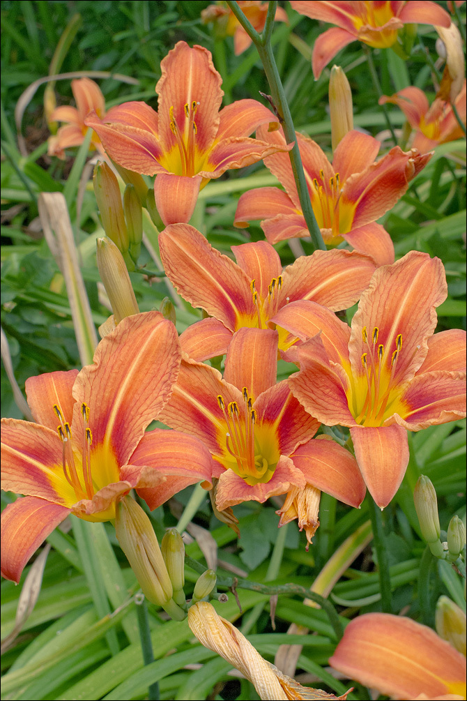 Image of orange daylily