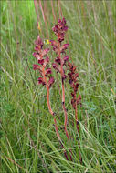 Image of Orobanche gracilis Sm.