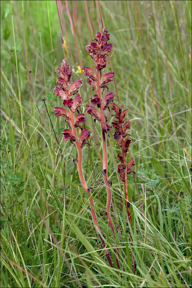 Image of Orobanche gracilis Sm.