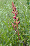 Image of Orobanche gracilis Sm.