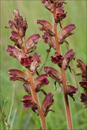 Image of Orobanche gracilis Sm.