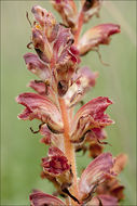 Image of Orobanche gracilis Sm.