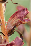 Image of Orobanche gracilis Sm.