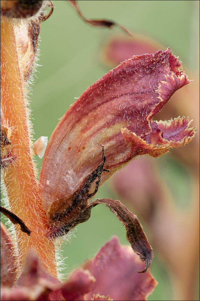 Image of Orobanche gracilis Sm.