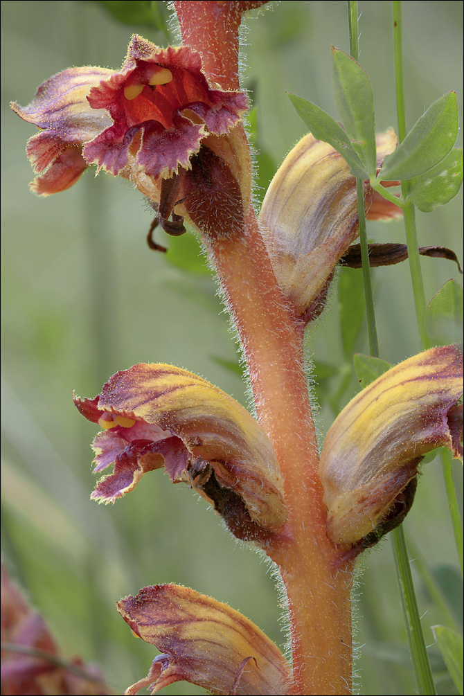 Image of Orobanche gracilis Sm.