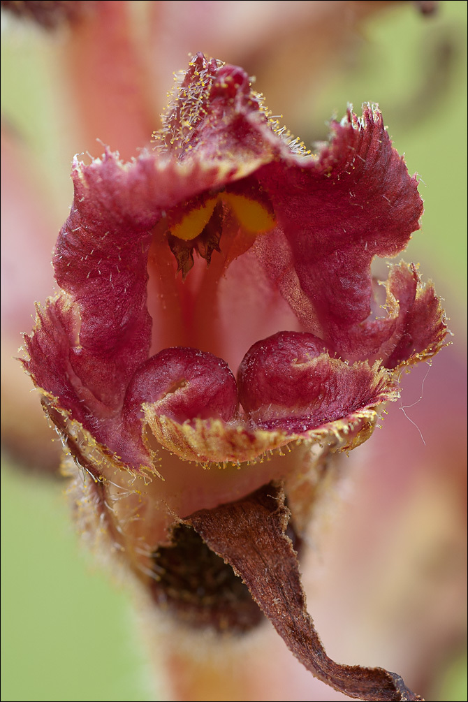 Image of Orobanche gracilis Sm.