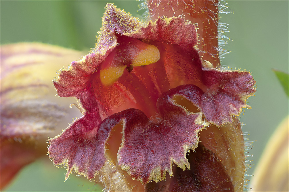 Image of Orobanche gracilis Sm.