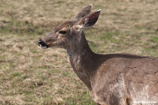 Image de Odocoileus hemionus (Rafinesque 1817)