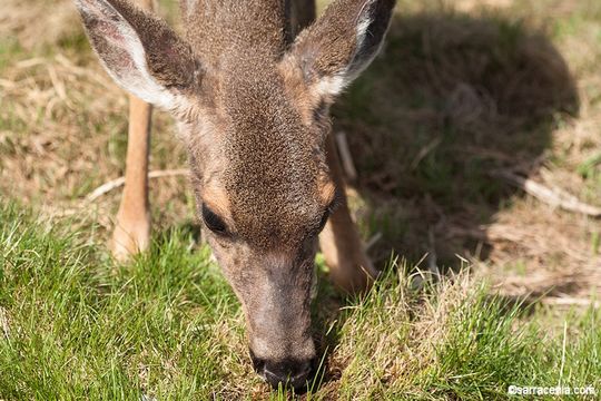 Plancia ëd Odocoileus hemionus (Rafinesque 1817)