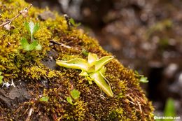 Image of California butterwort